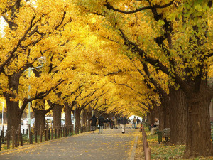 Ginkgo Biloba