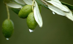 Olive Leaf